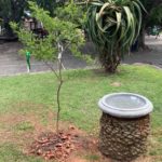 tree 2